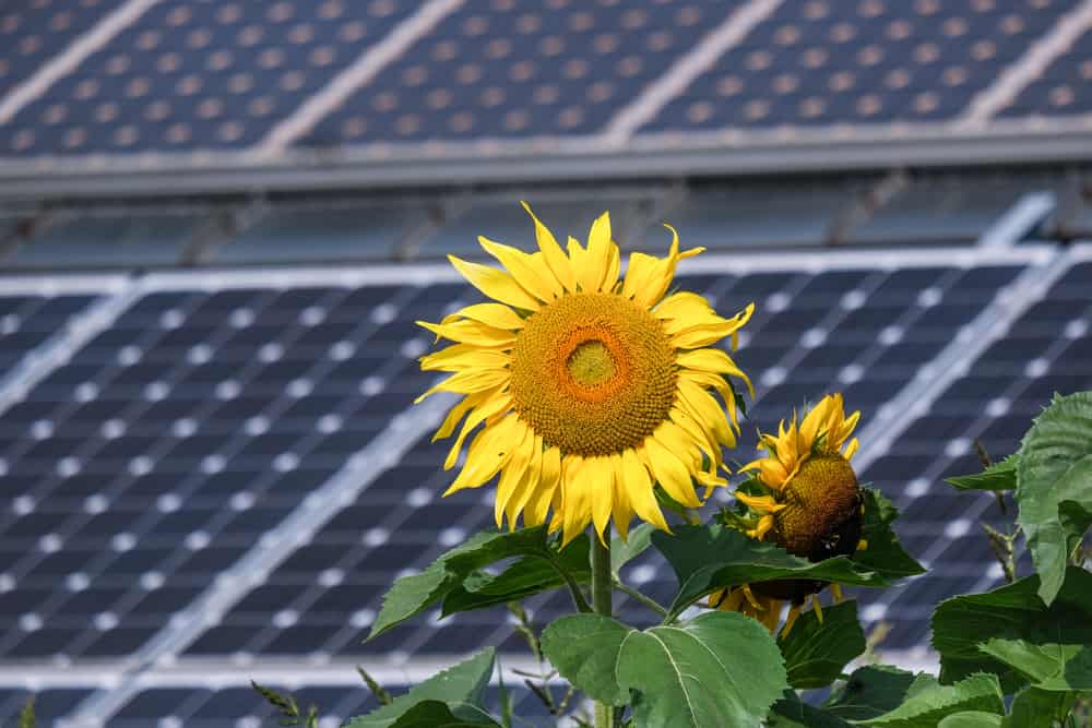 A sunflower in close-up in front of a solar PV system